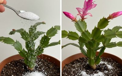 Risveglio autunnale: dare nuova vita ai fiori d’appartamento con un piccolo segreto