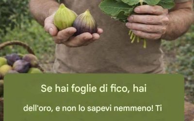 foglia di fico