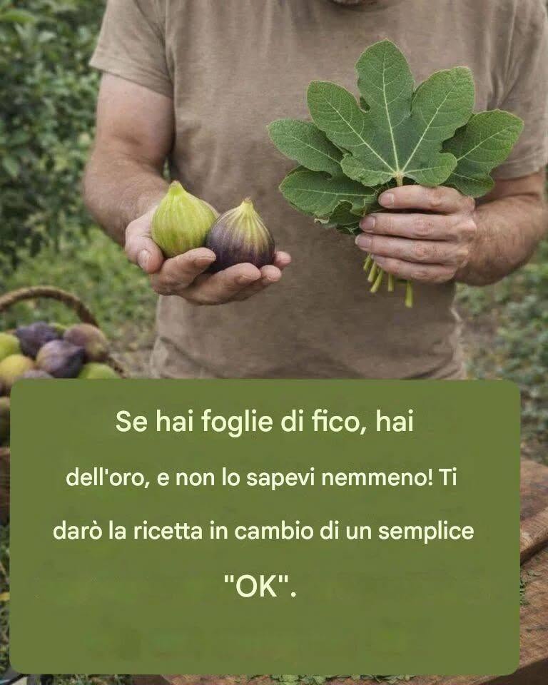 foglia di fico